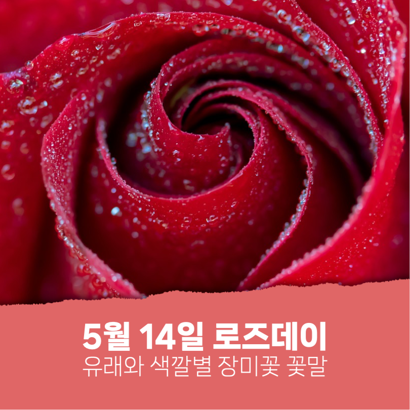 로즈데이 유래와 장미꽃 꽃말 카드뉴스