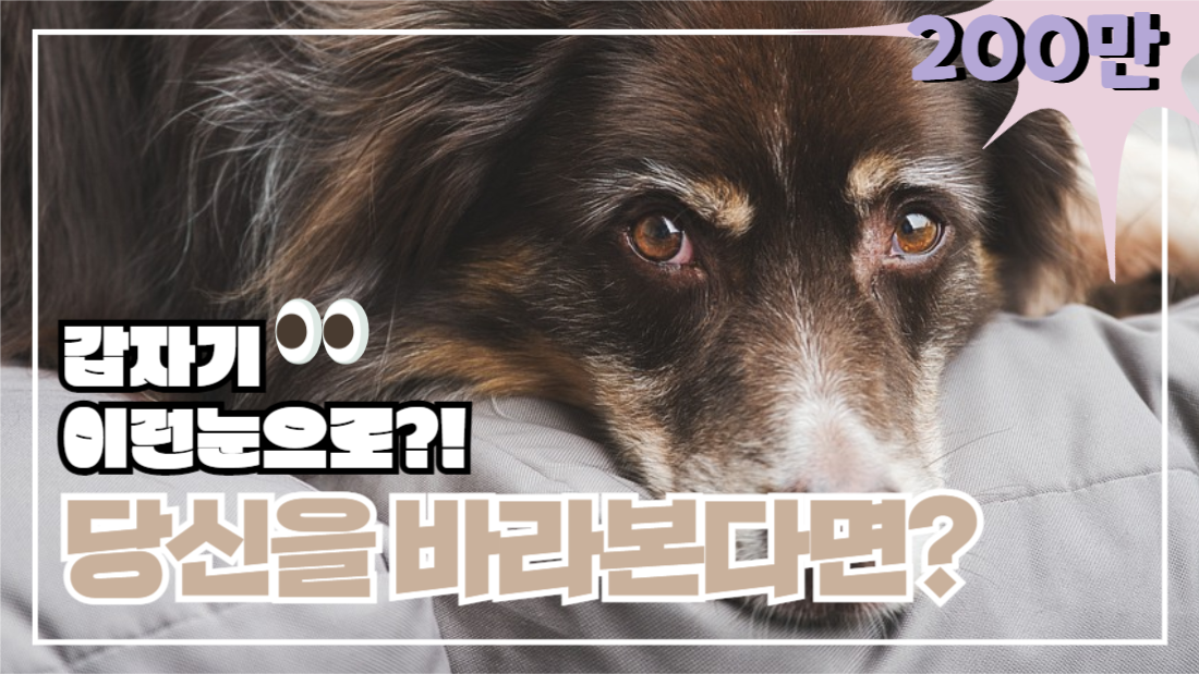 반려견유튜브썸네일