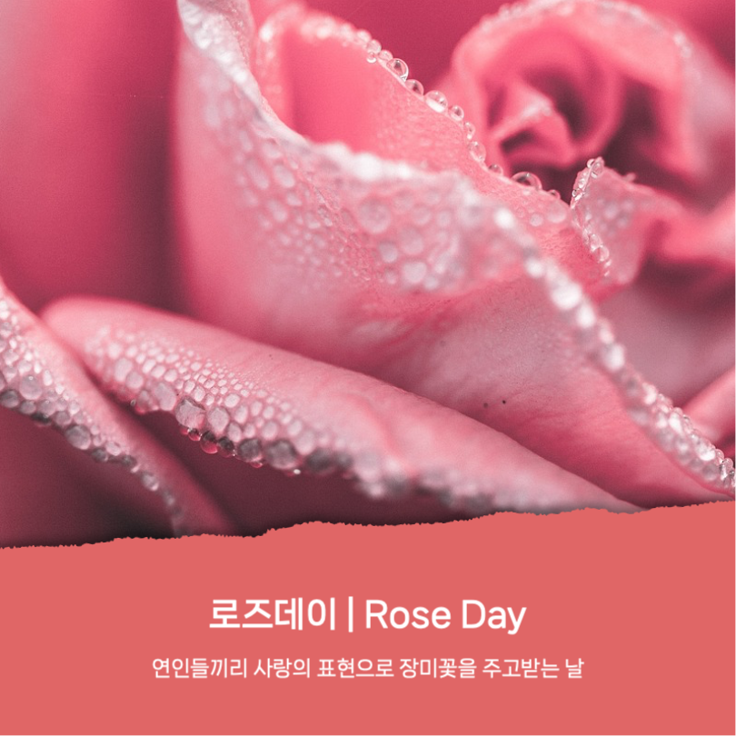 로즈데이 유래와 장미꽃 꽃말 카드뉴스