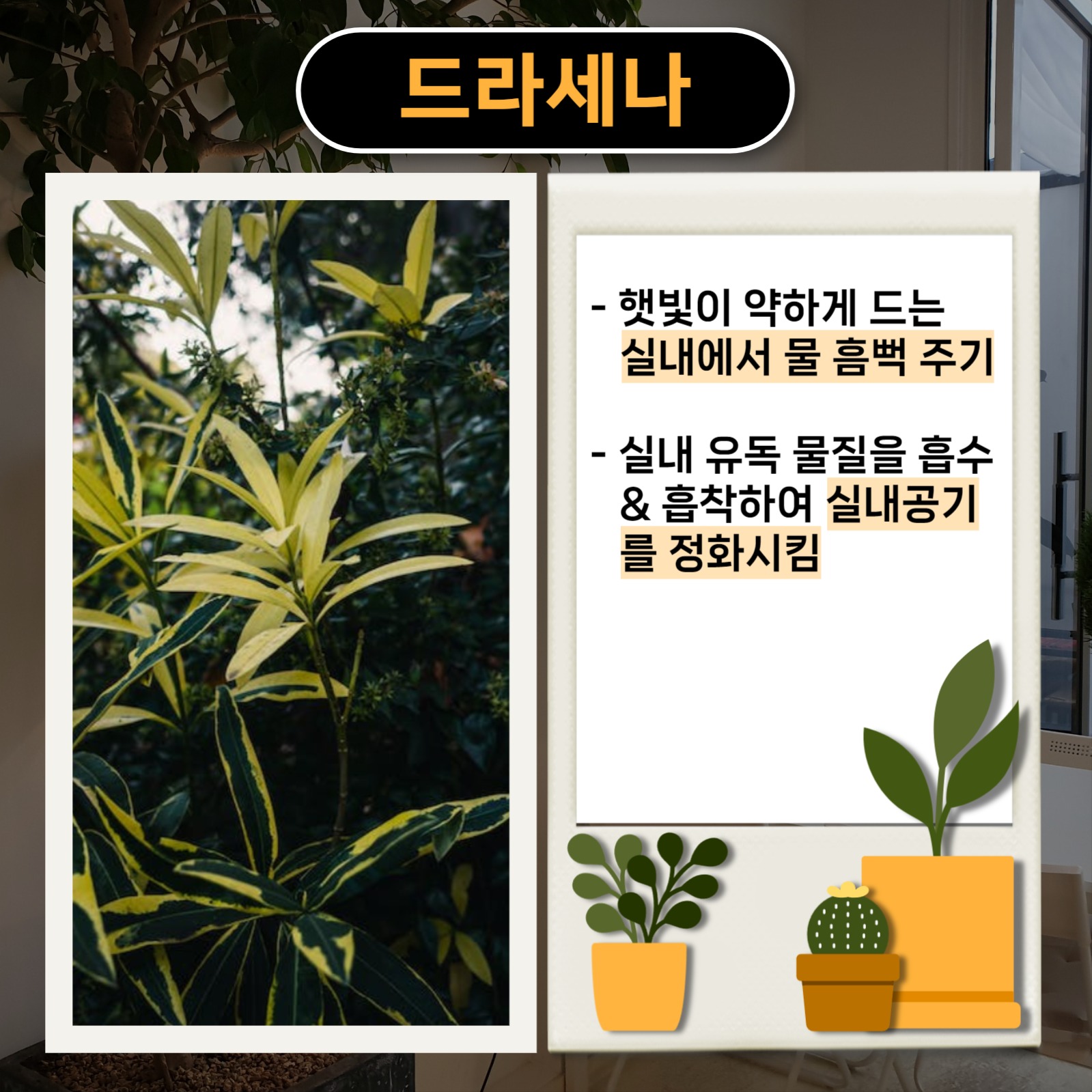 실내 식물 추천 카드뉴스