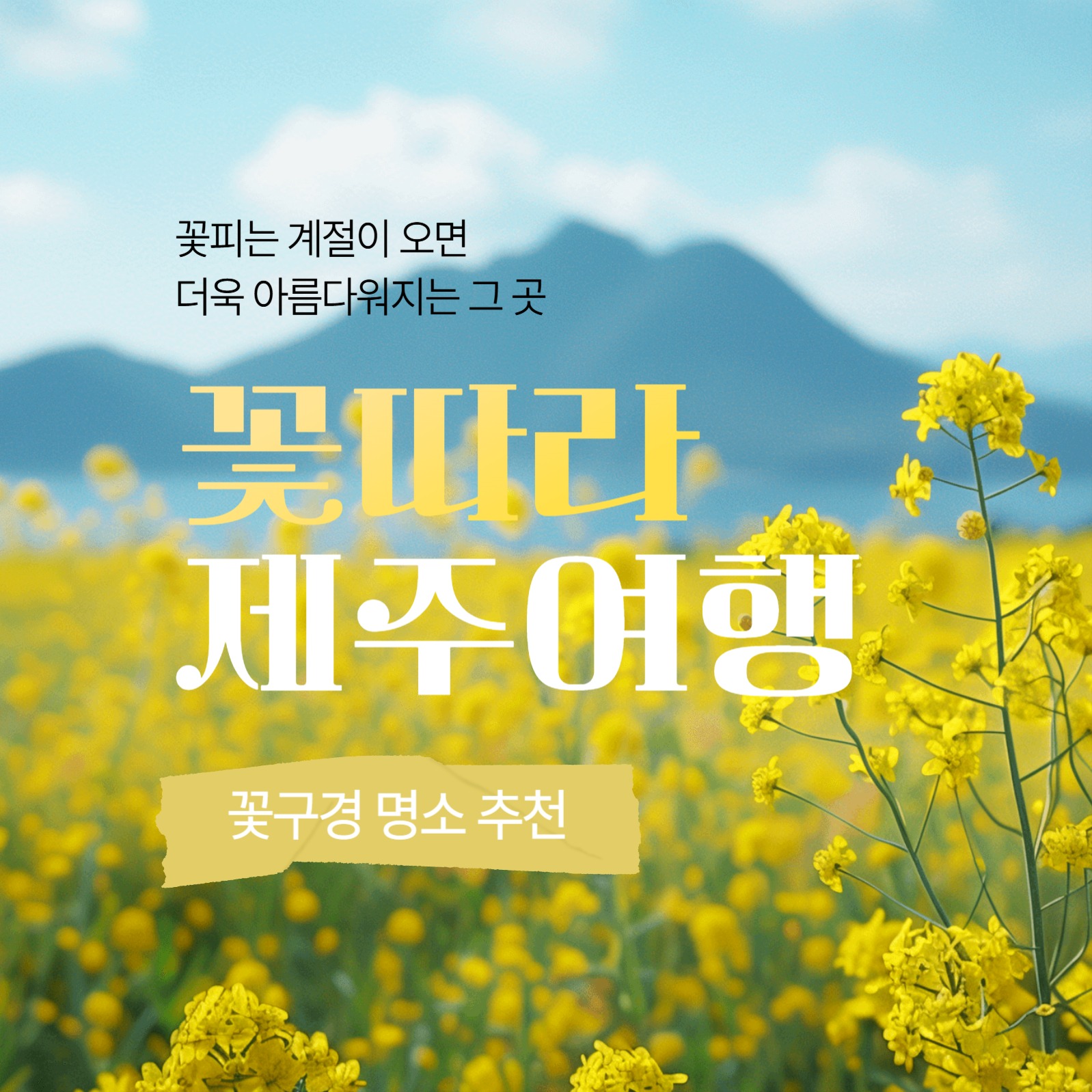 제주 꽃구경 명소 추천 카드뉴스