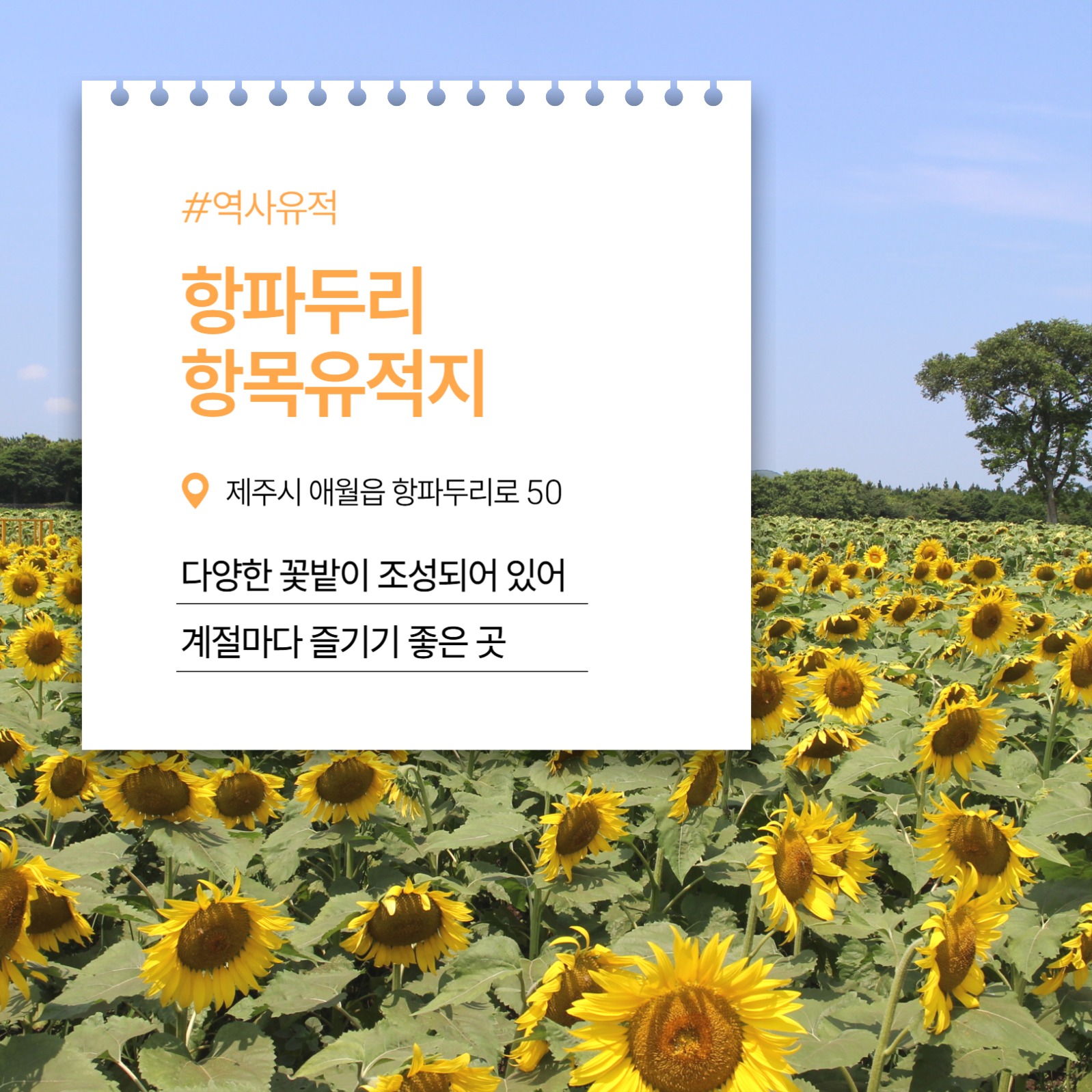 제주 꽃구경 명소 추천 카드뉴스