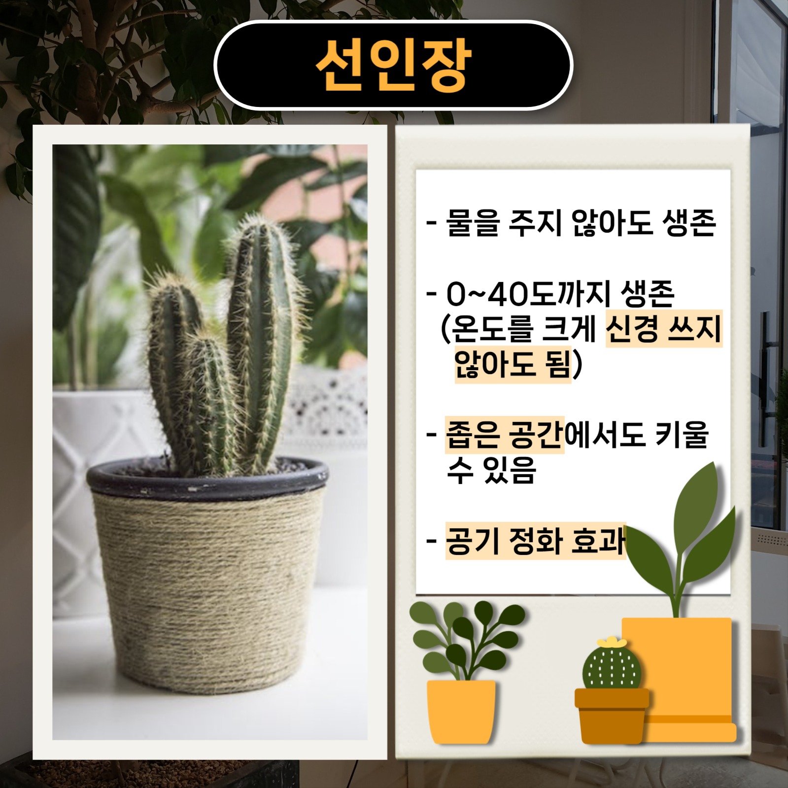 실내 식물 추천 카드뉴스