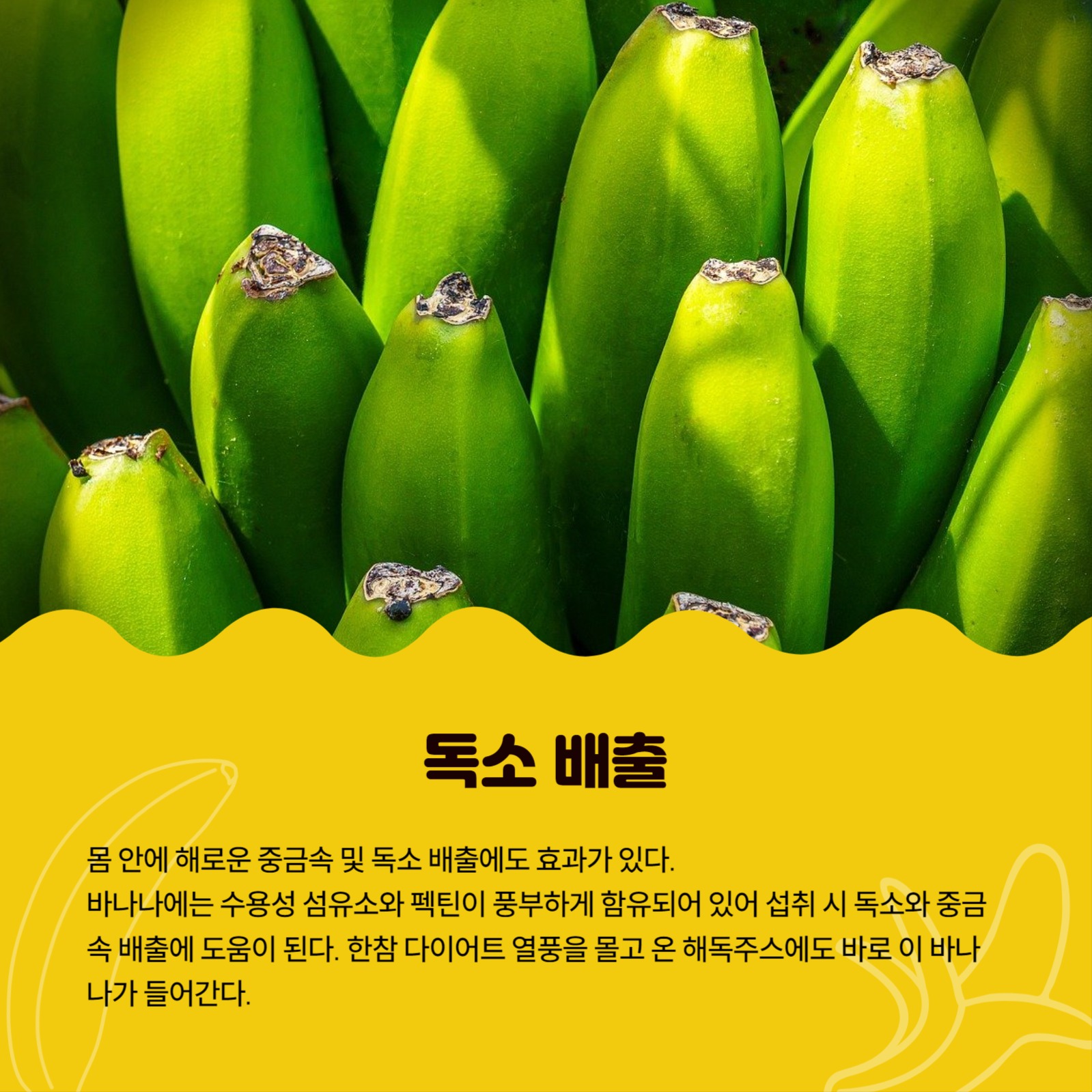 바나나를 매일 먹어야 하는 이유