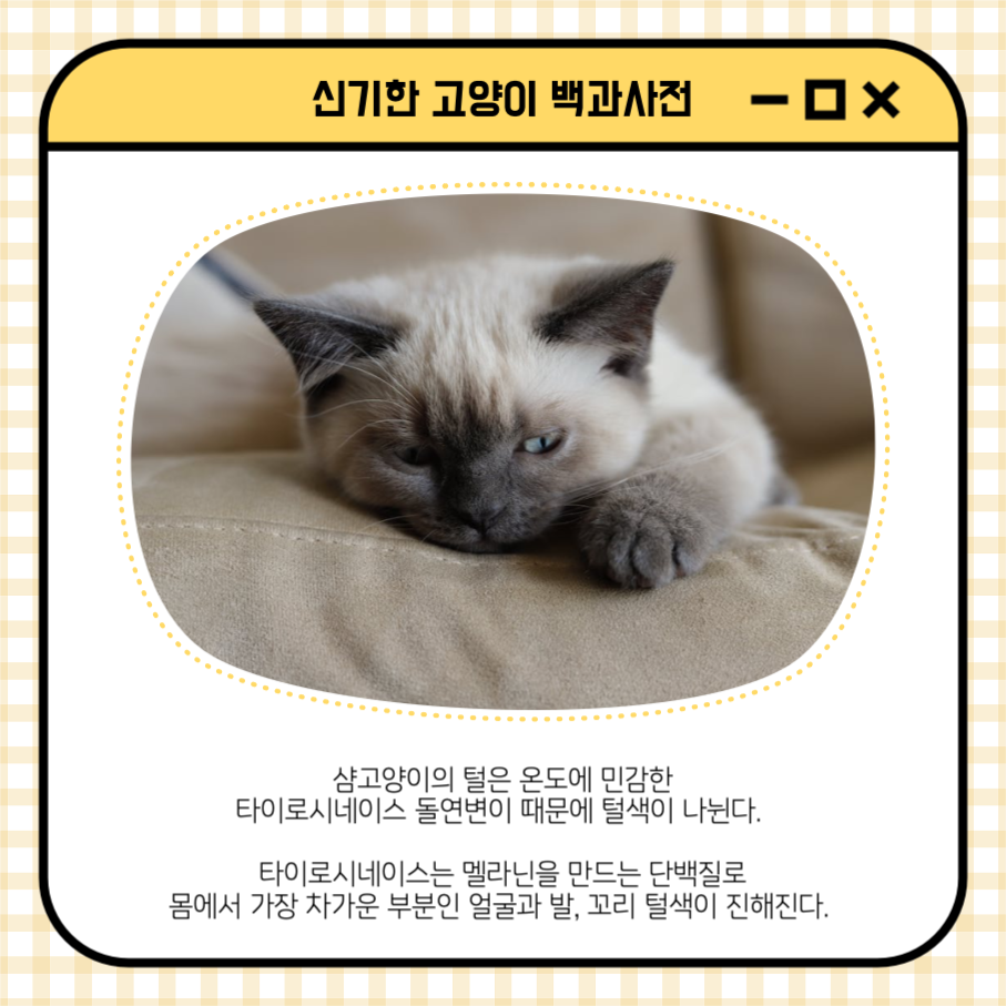 샴고양이 신기한 고양이 백과사전