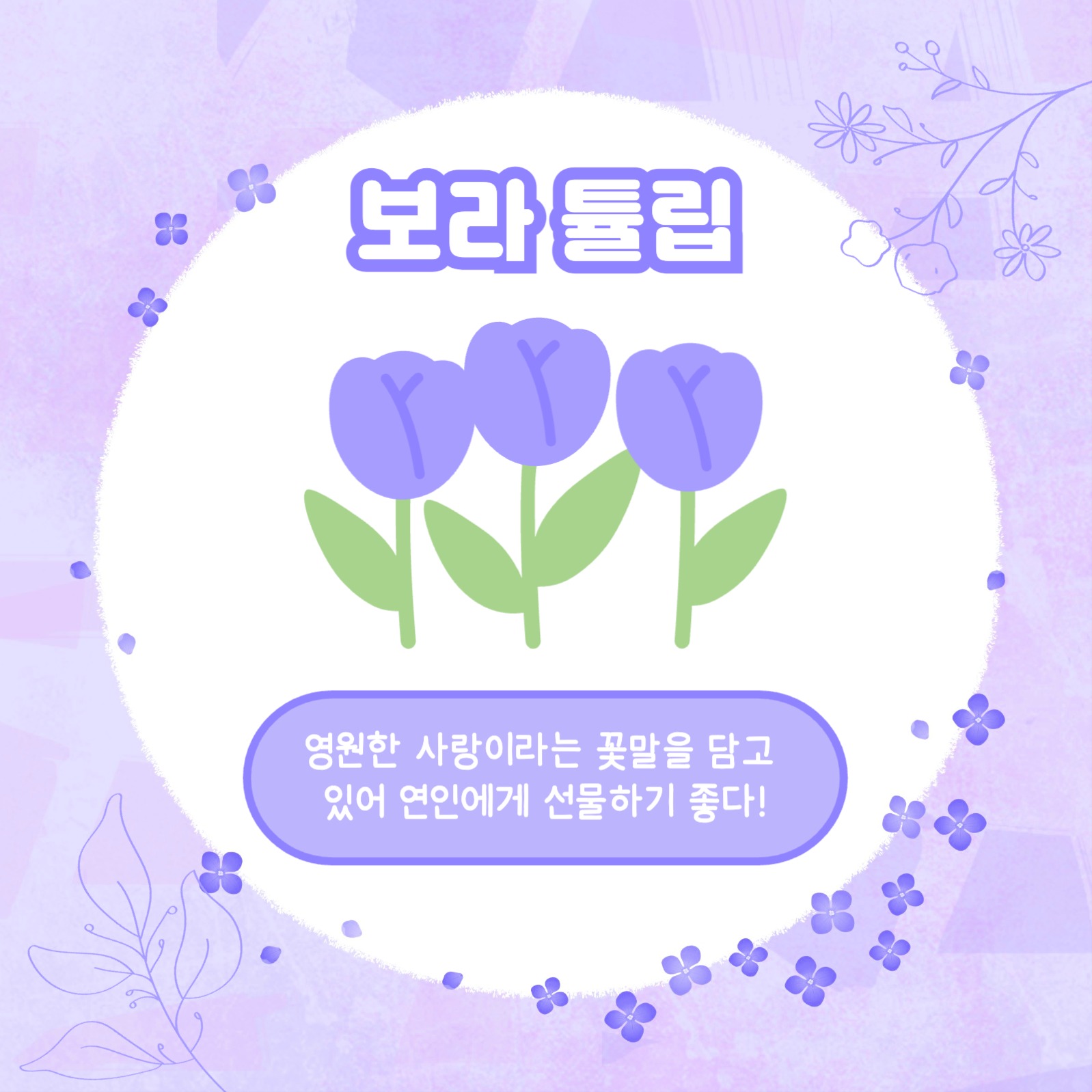 보라꽃 모음집 카드뉴스