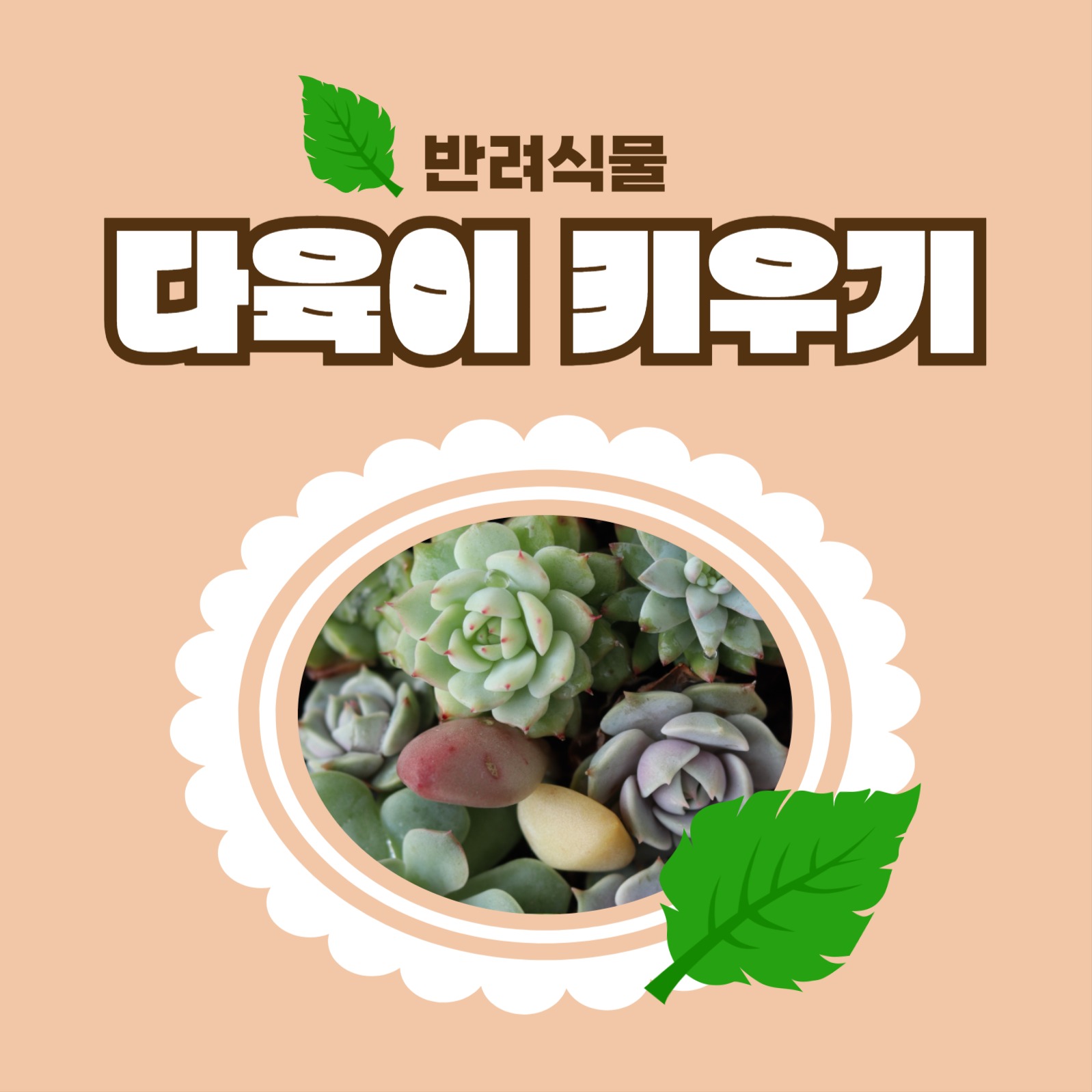 다육이 키우기 카드뉴스