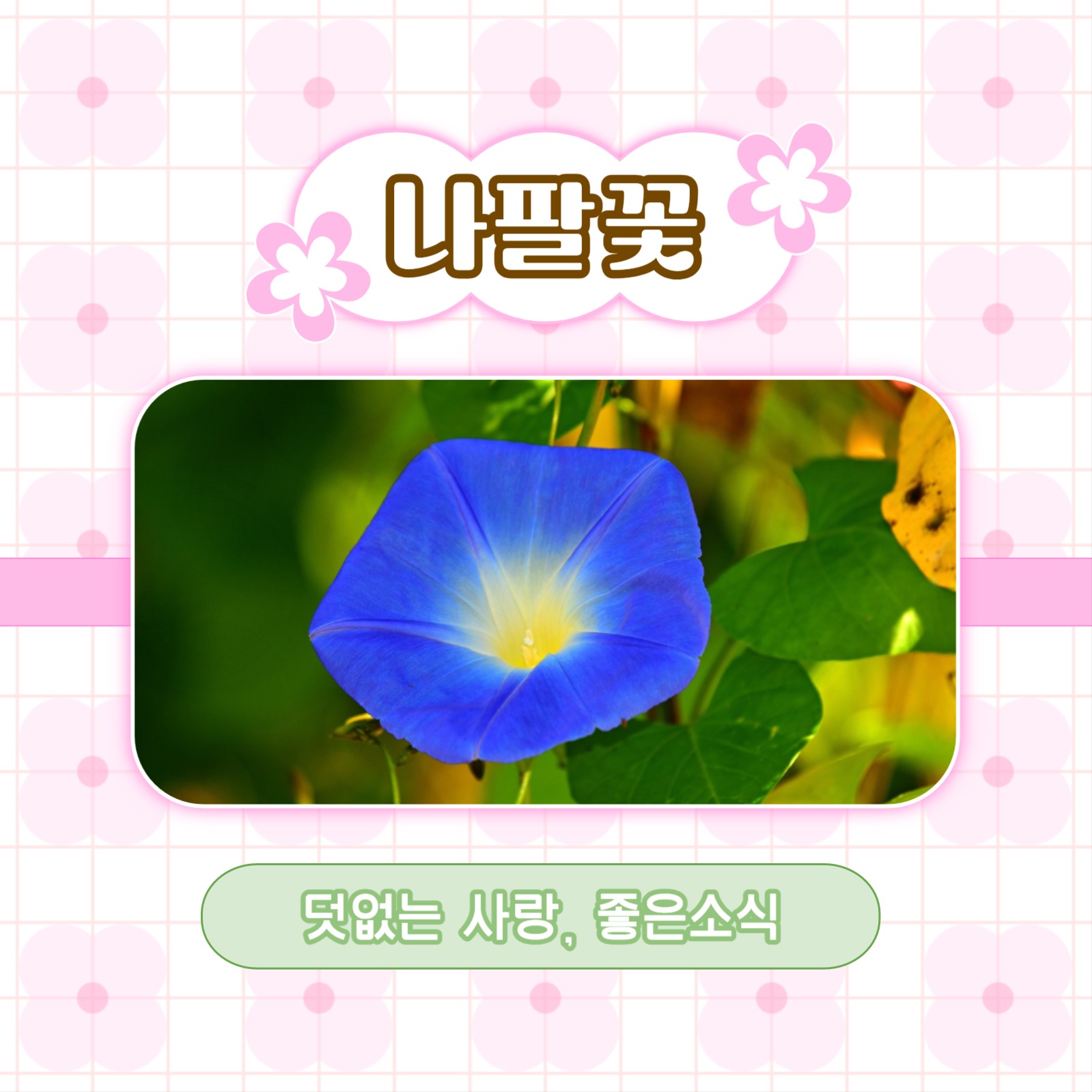 예쁜 꽃말을 가진 꽃 추천 카드뉴스