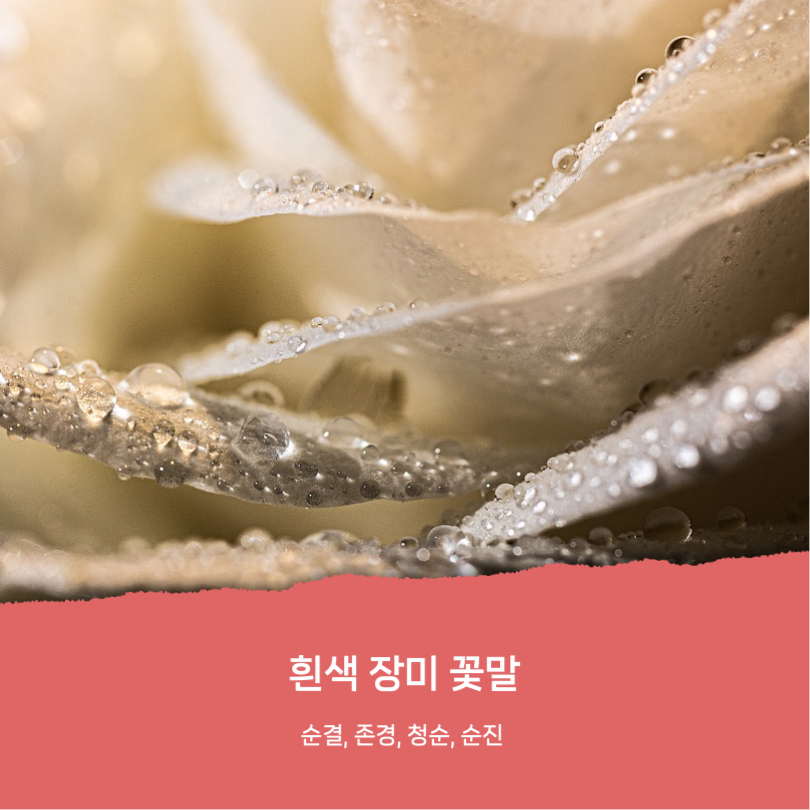 로즈데이 유래와 장미꽃 꽃말 카드뉴스