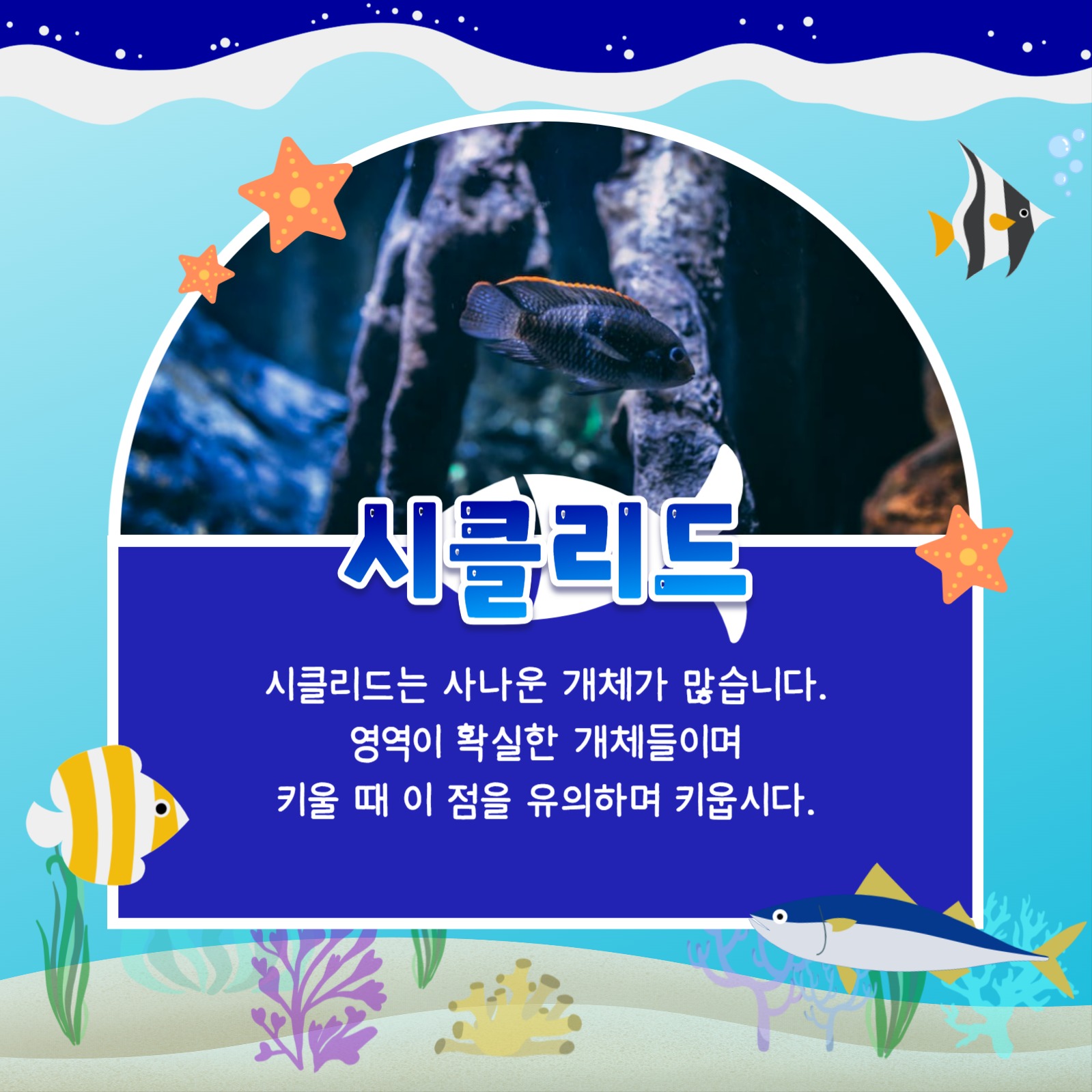 키우기 쉬운 어종 카드뉴스