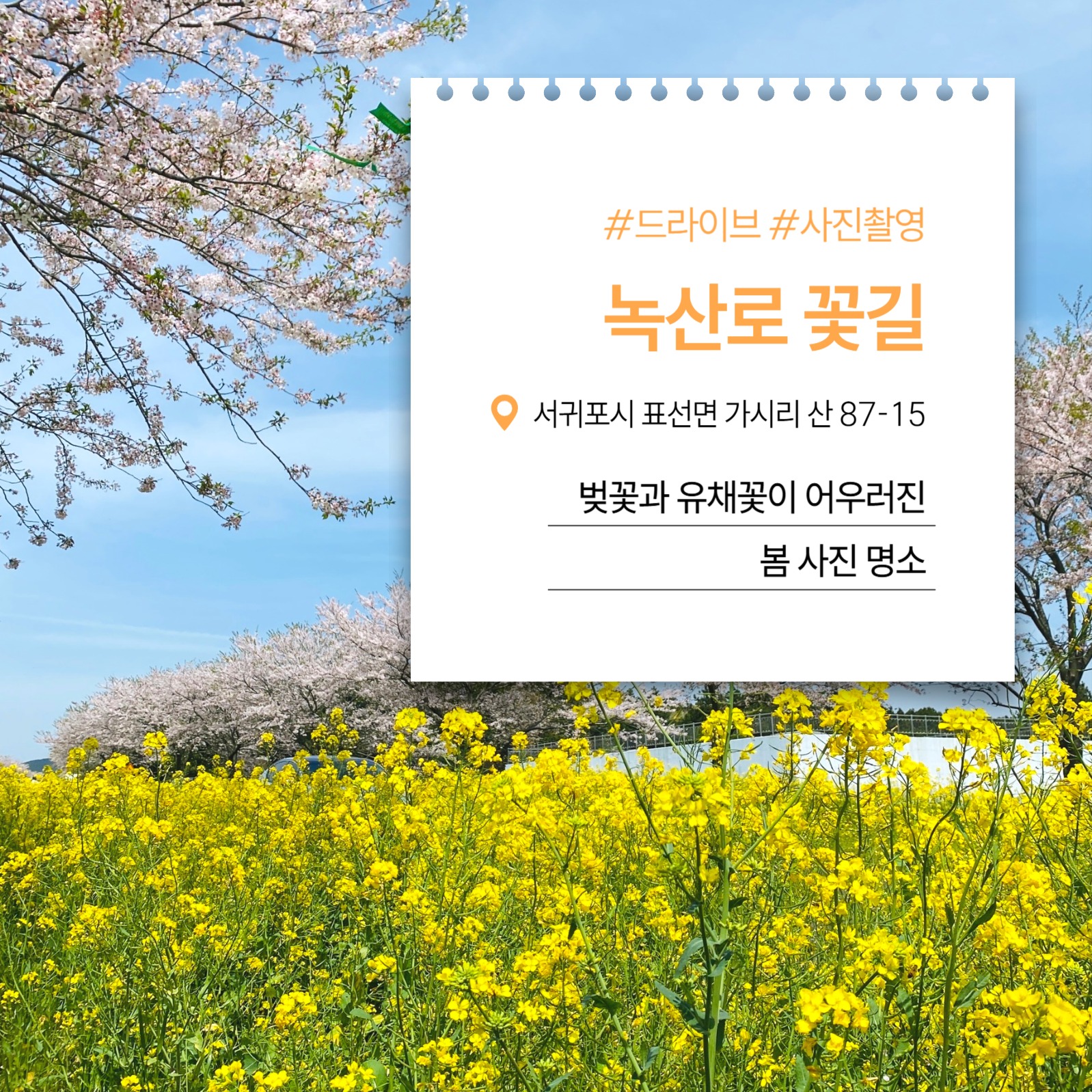 제주 꽃구경 명소 추천 카드뉴스