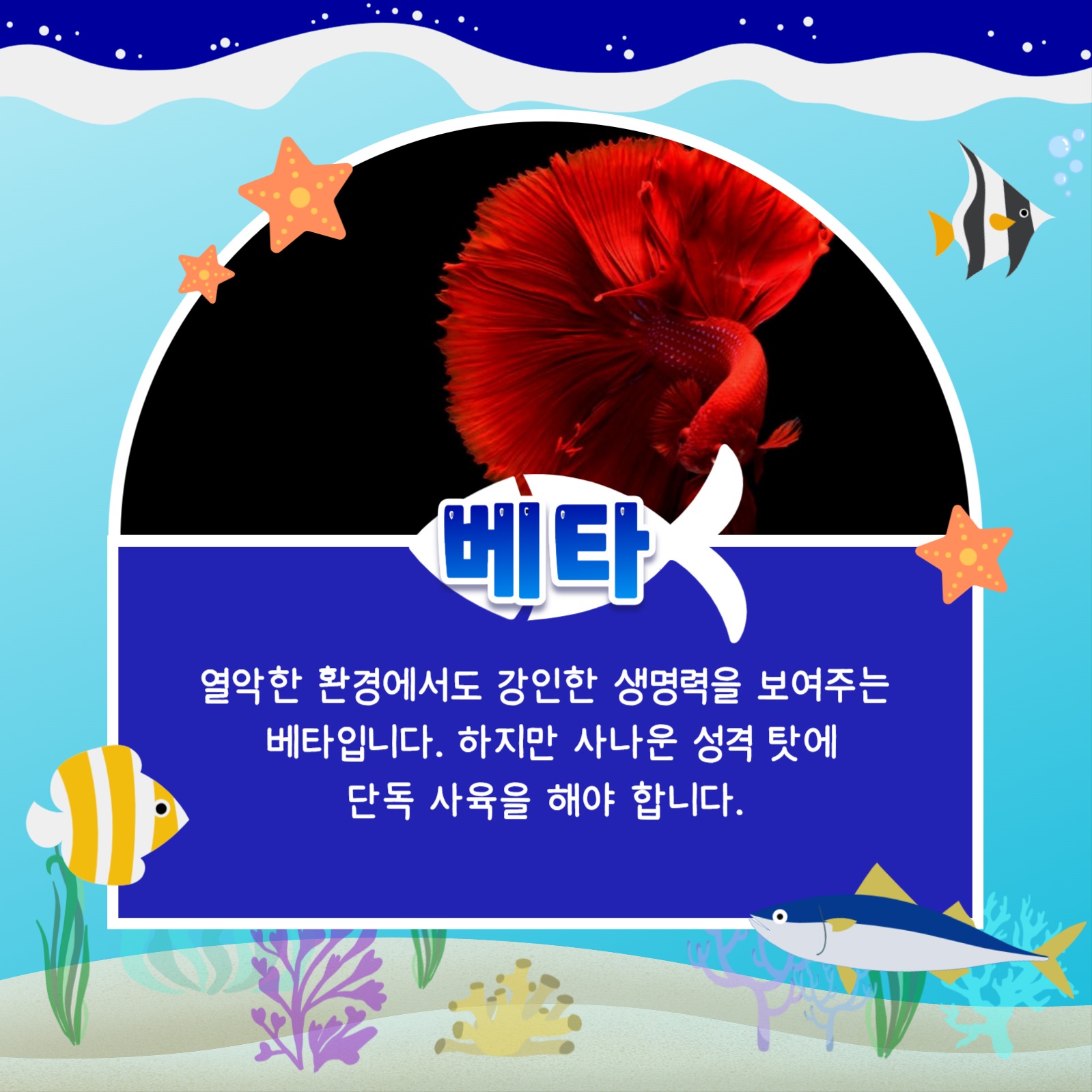 키우기 쉬운 어종 카드뉴스