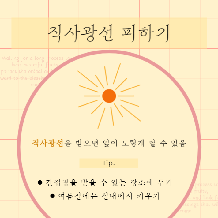 식물 키우기 리스트