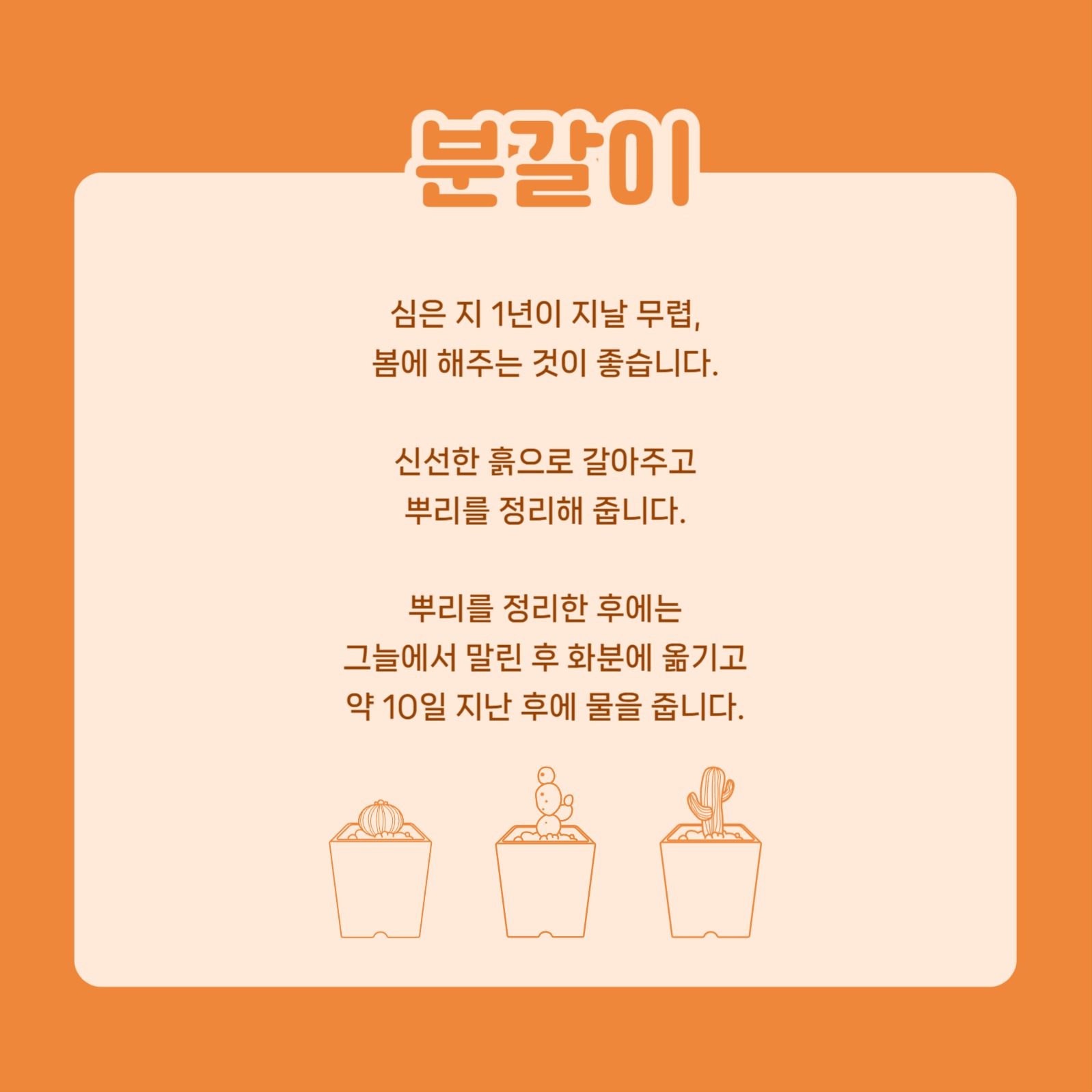 선인장 키우기 카드뉴스