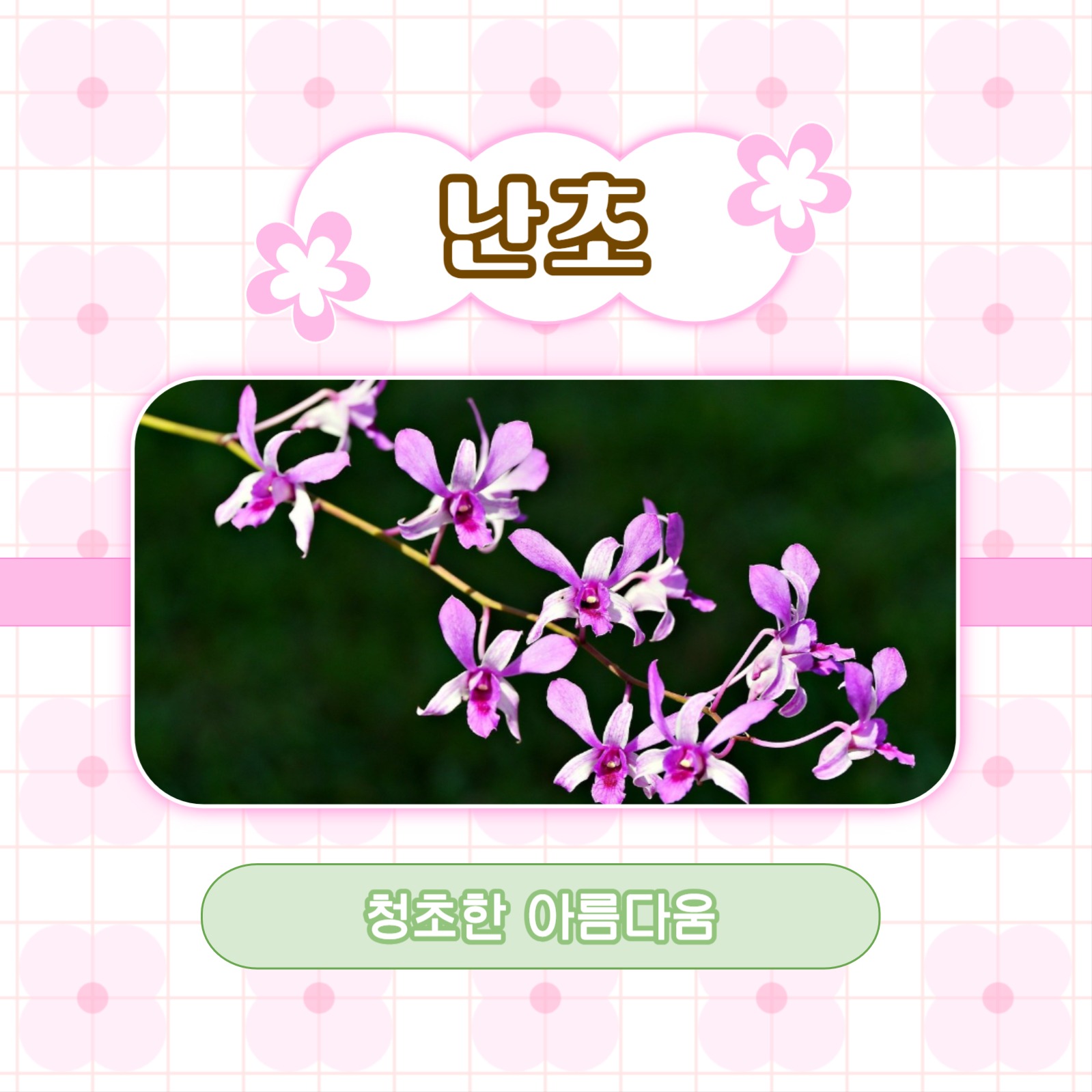 예쁜 꽃말을 가진 꽃 추천 카드뉴스