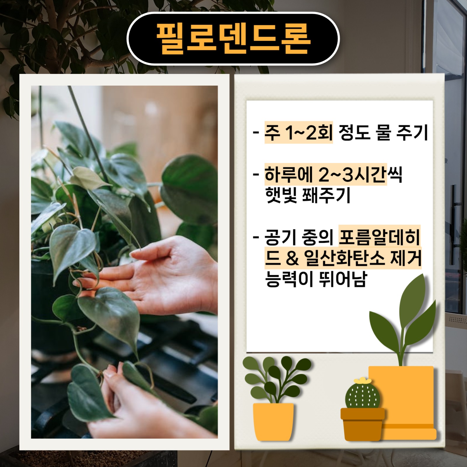 실내 식물 추천 카드뉴스
