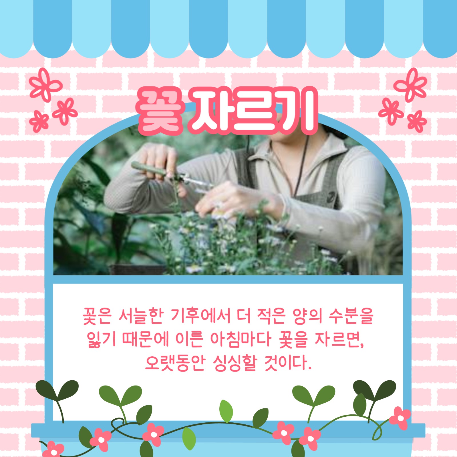 꽃 유지하는 법 카드뉴스